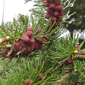 developing cones