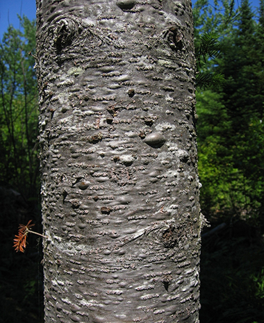 Balsam fir bark