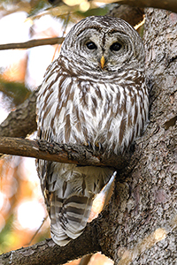 Barred owl