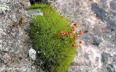 bartramis pomiformis