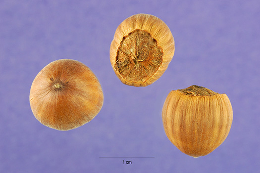 Beaked Hazelnuts