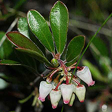 Bearberry