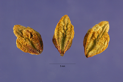 seeds