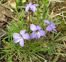 Bird's-foot Violet