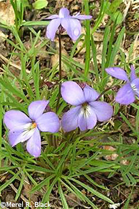 Bird's foot violet