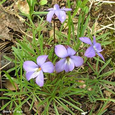 Flowers and leaf