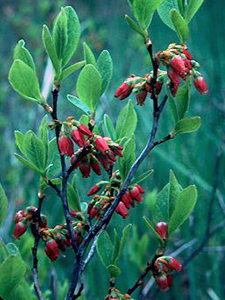 Black Huckelberry