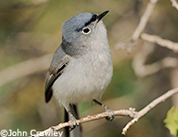 Blue-gray Gnatcatcher