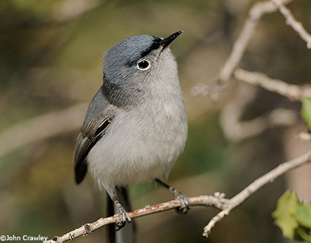 Blue Gray Gnatcatcher