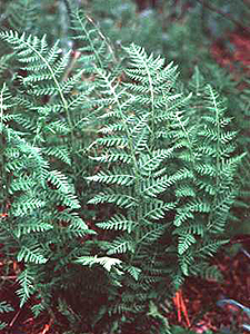 Blunt-lobe Cliff Fern