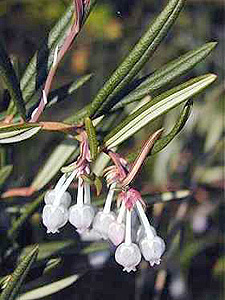 Bog Rosemary