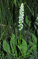 Boreal Bog orchid