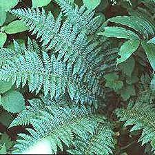 Braun's Holly Fern