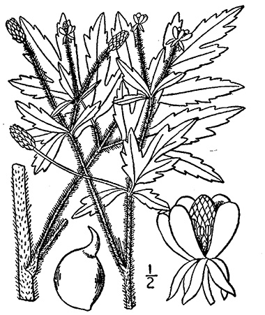drawing
