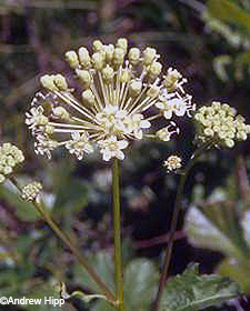 Bristly Sarsaparilla