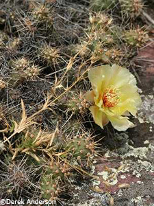 Brittle Pricklypear