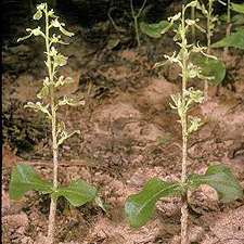 Broad-lipped Twayblade