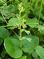 Broad lip twayblade