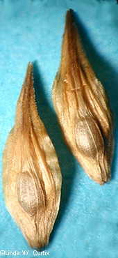 mature perigynia