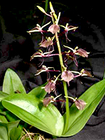 Brown widelip orchid