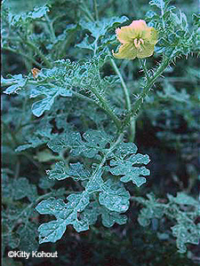 Buffalobur Nightshade