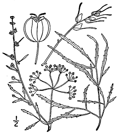 drawing