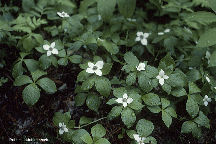 group of bunchberry