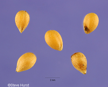 seeds