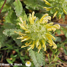 Canadian Lousewort