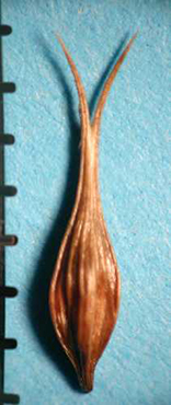 seed