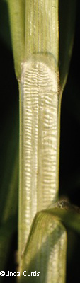 Sheath