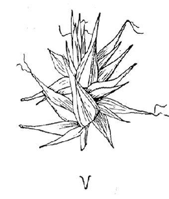 spike drawing