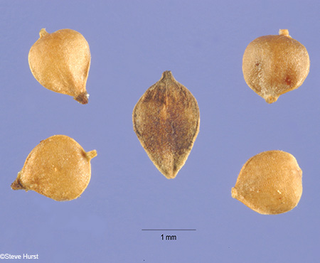 perigynia