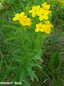 Carolina Puccoon