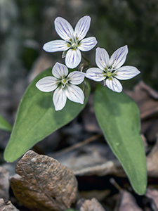 Carolina Spring Beauty