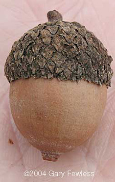 mature acorn