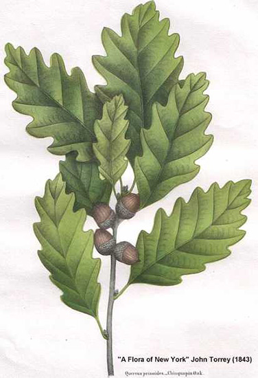 leaf drawing