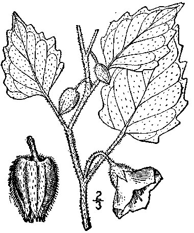 drawing
