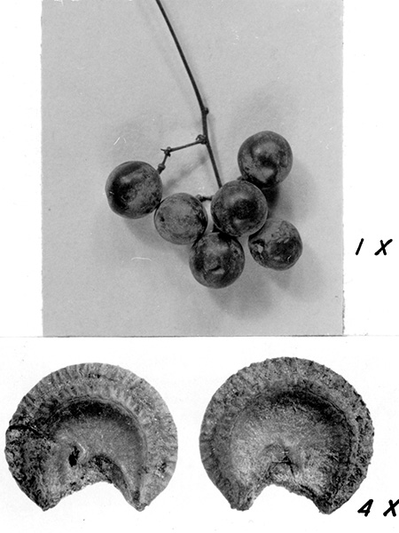 Seed and fruit