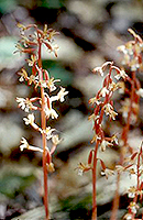 Summer Coralroot