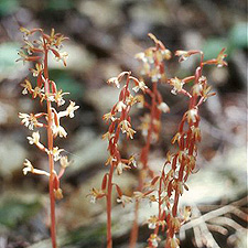 Coral Root