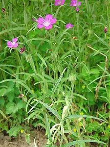 Corn Cockle