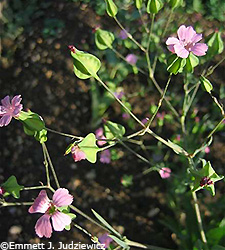 Cow Soapwort
