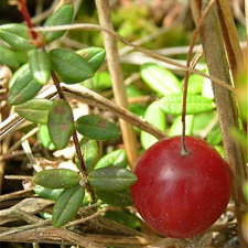 Large Cranberry