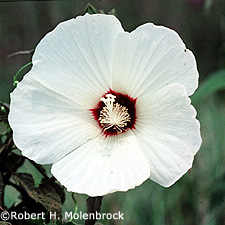 Crimson eyed Rose Mallow