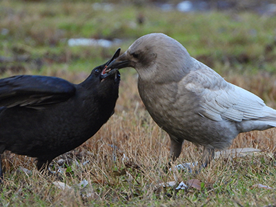 Crow feeding young