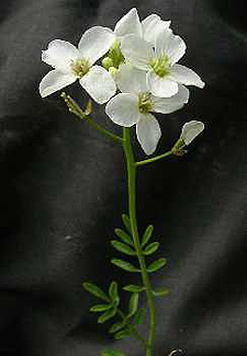Cuckoo Flower