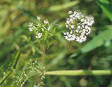 Cutleaf Waterparsnip