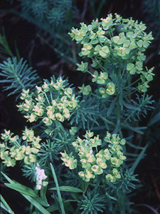 Cypress Spurge