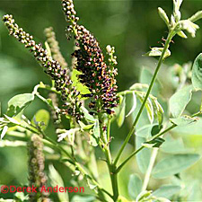 Desert False Indigo